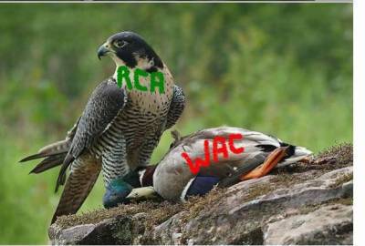 vive le raja